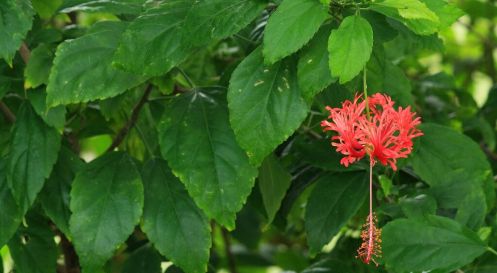 Hibiscus schizopetalus