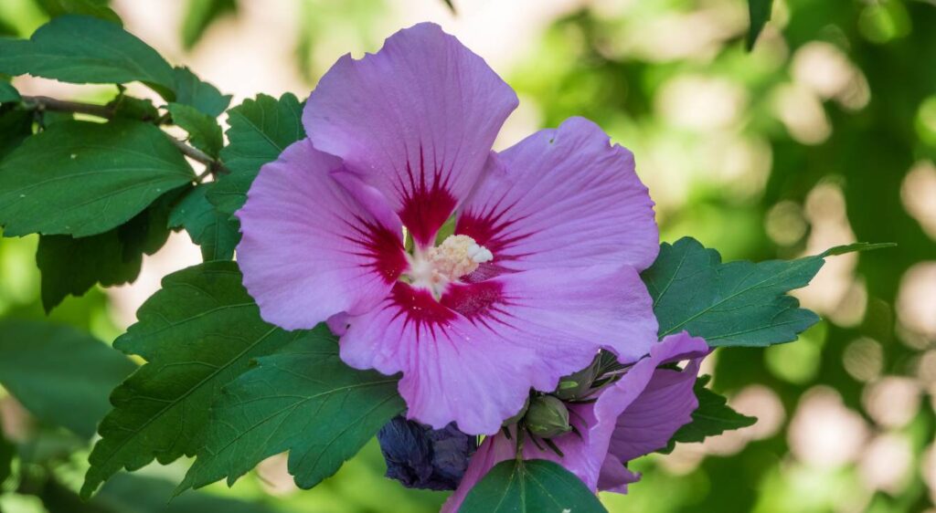 hibiscus des marais