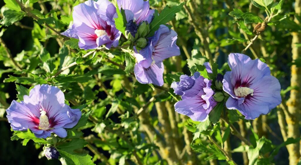 hibiscus syriacus taille​