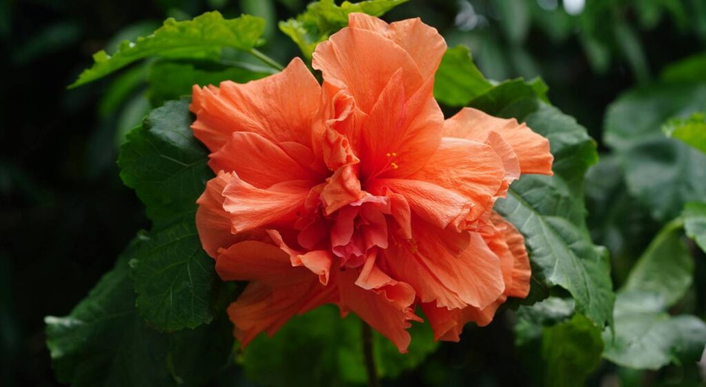 hibiscus orange