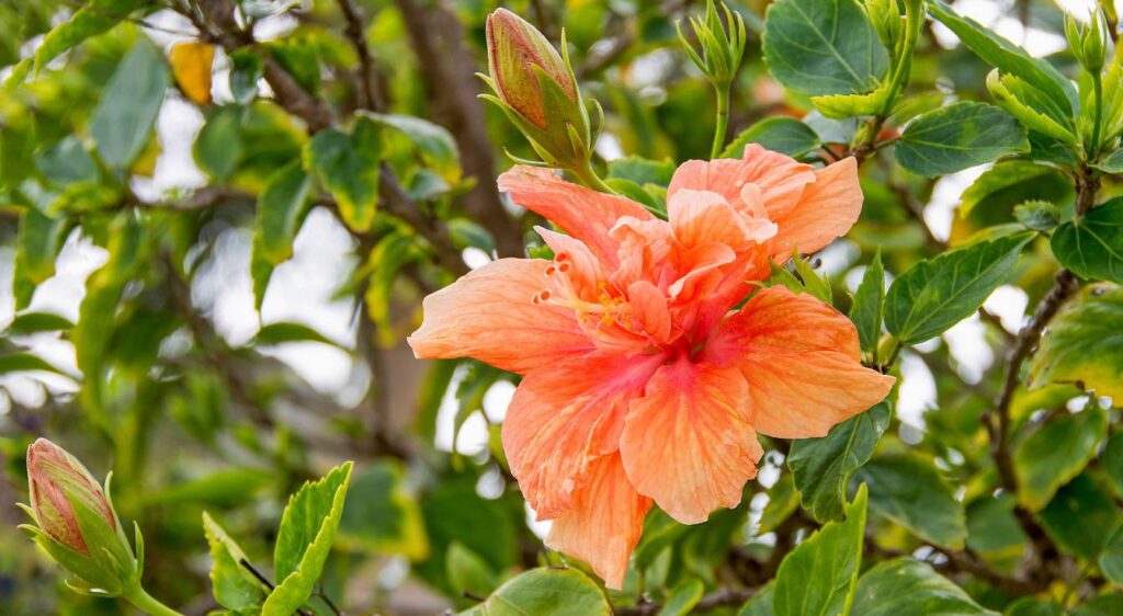 hibiscus orange
