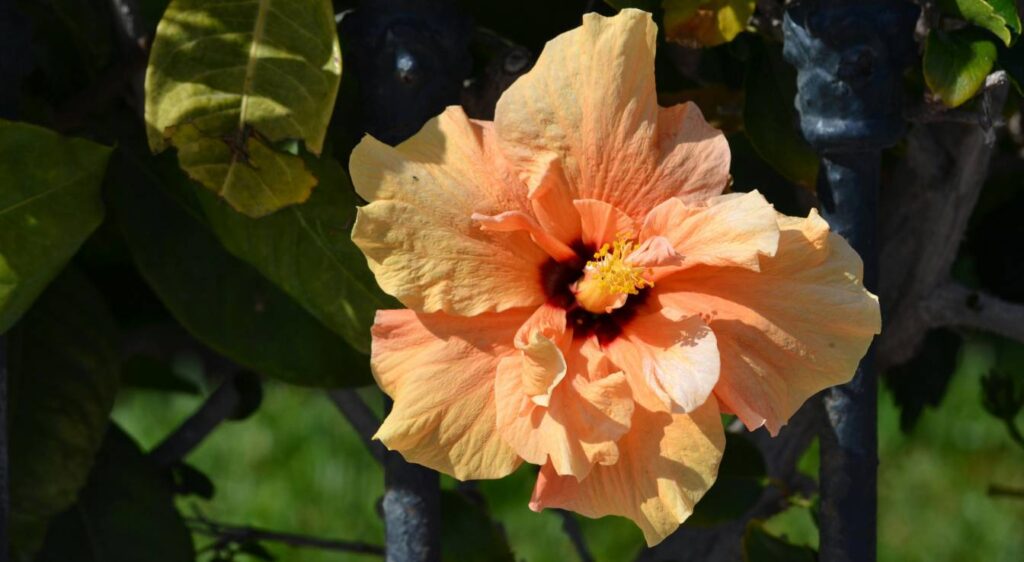 hibiscus orange
