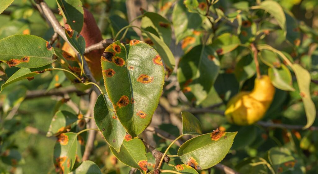 maladies du poirier