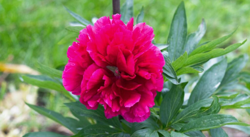 signification de la pivoine