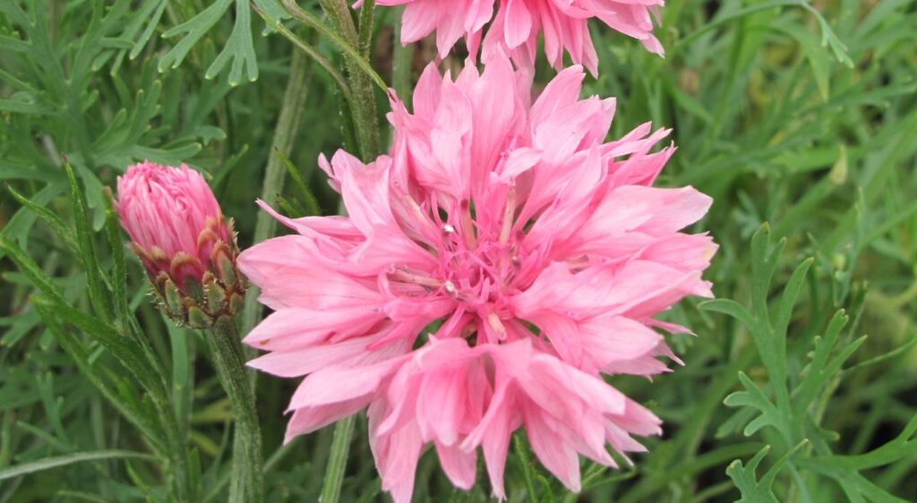durée de vie d'un plant de bleuet