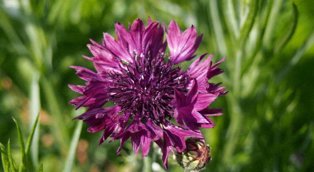 graine de bleuet quand planter
