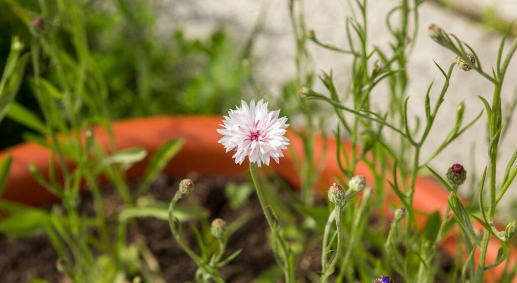 planter des bleuets ​
