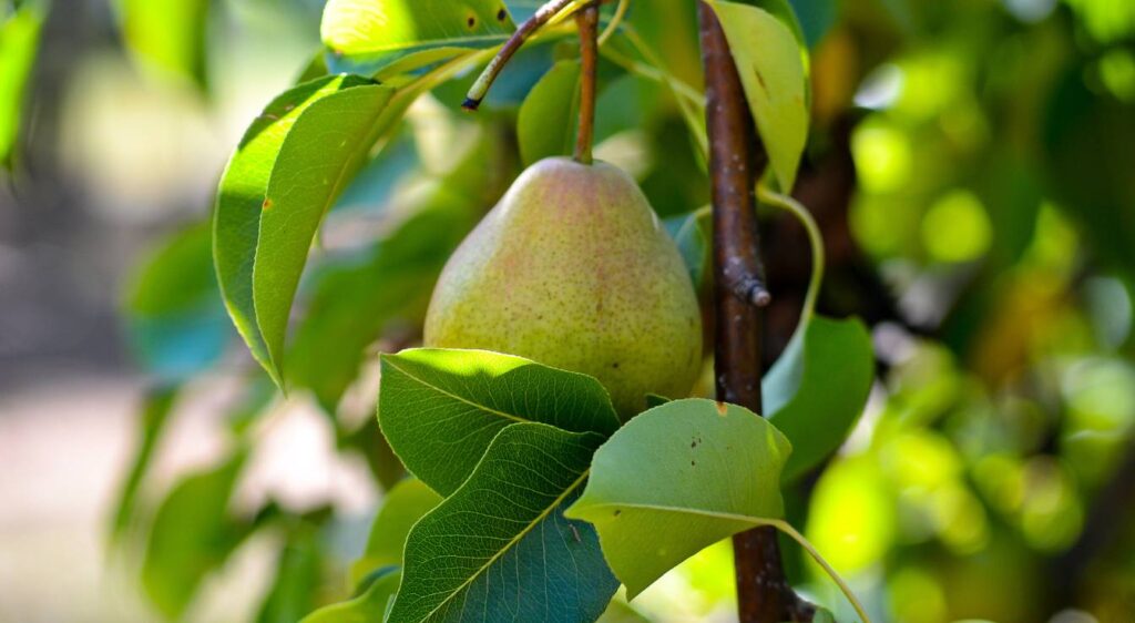 passe crassane poire