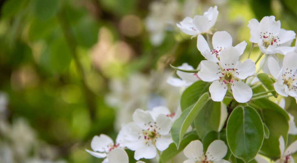 poire passe-crassane fleur