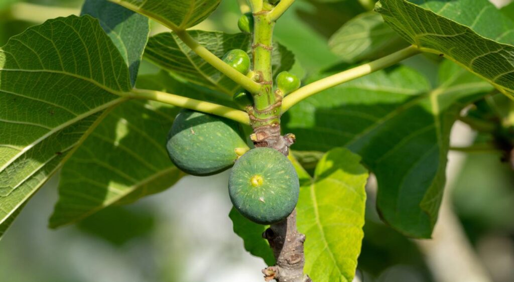 savoir si un figuier est mâle ou femelle