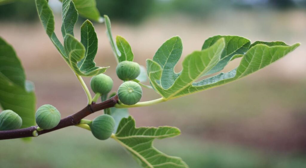 savoir si un figuier est mâle ou femelle