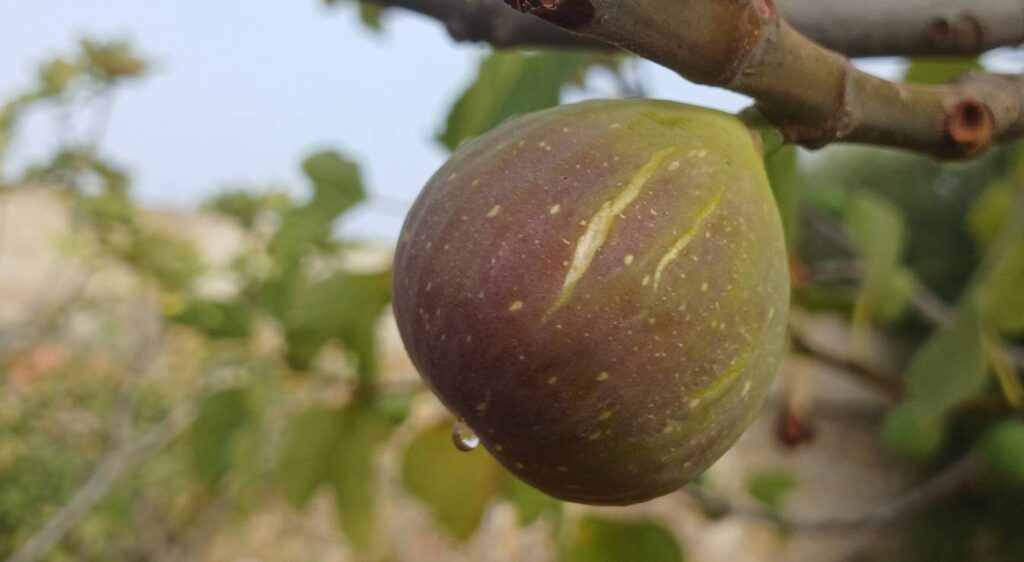 savoir si un figuier est mâle ou femelle