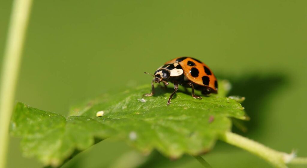 traitement naturel contre les cochenilles à carapace