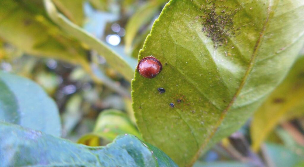 traitement naturel contre les cochenilles à carapace