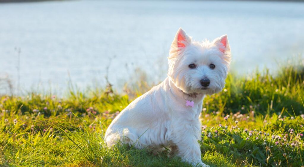 West Highland White Terrier