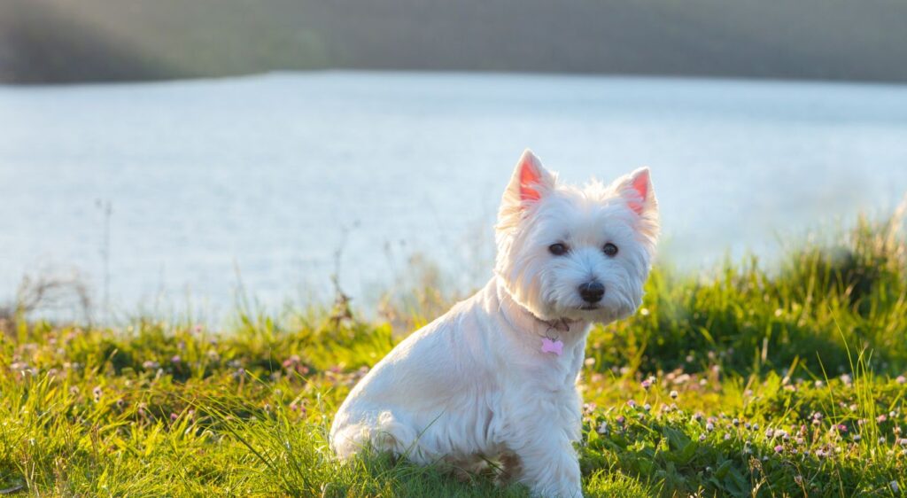West Highland White Terrier
