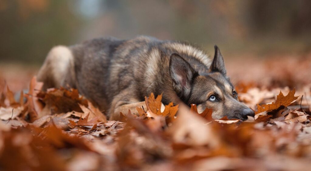 bergers allemands gris