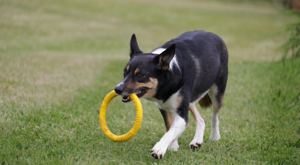 Border Collie adulte à poil court