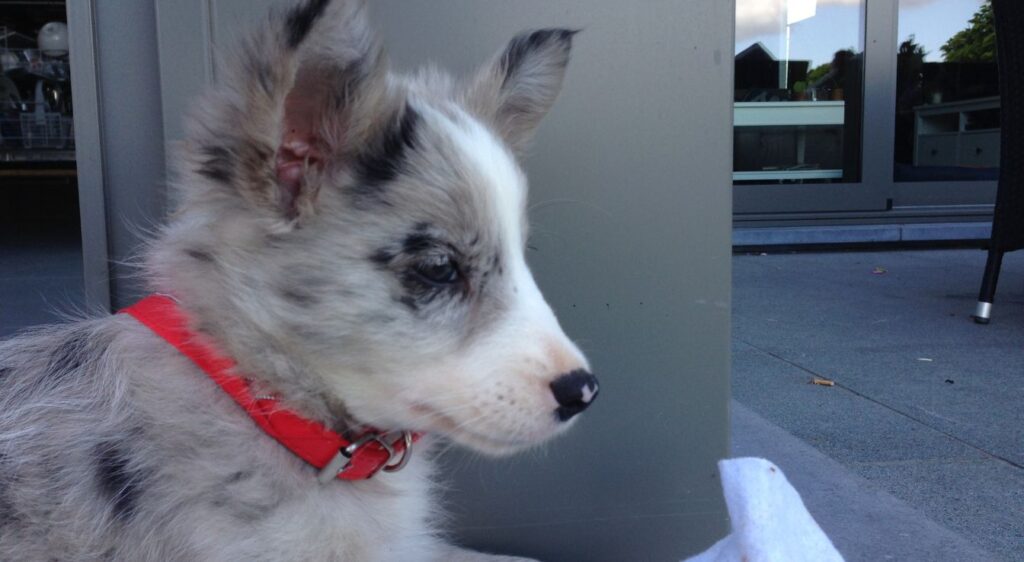 Chiot Border Collie Bleu Merle