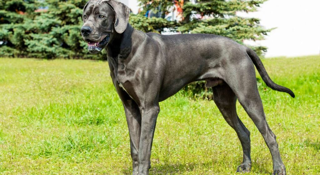 Quels sont les chiens molosses