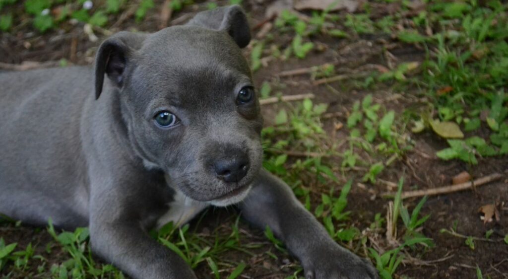 American Staffordshire Bleu