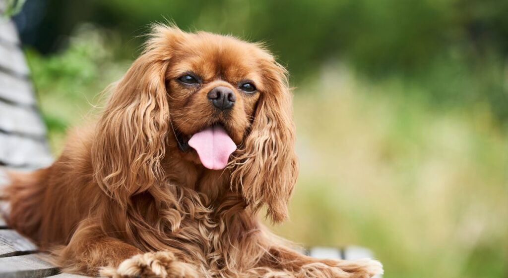 race de petit chien anglais