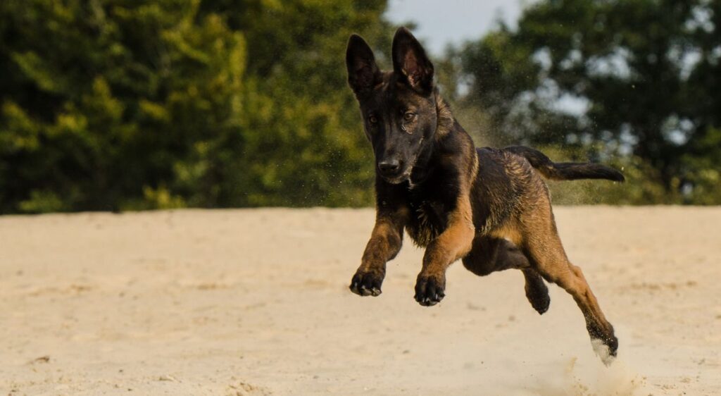 malinois tête noire