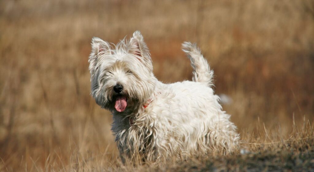 West Highland White Terrier