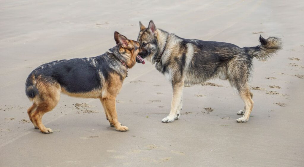 bergers allemands gris