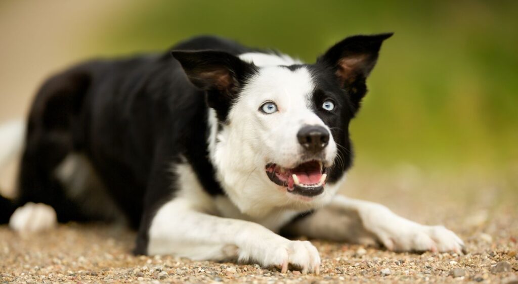 Border Collie adulte à poil court