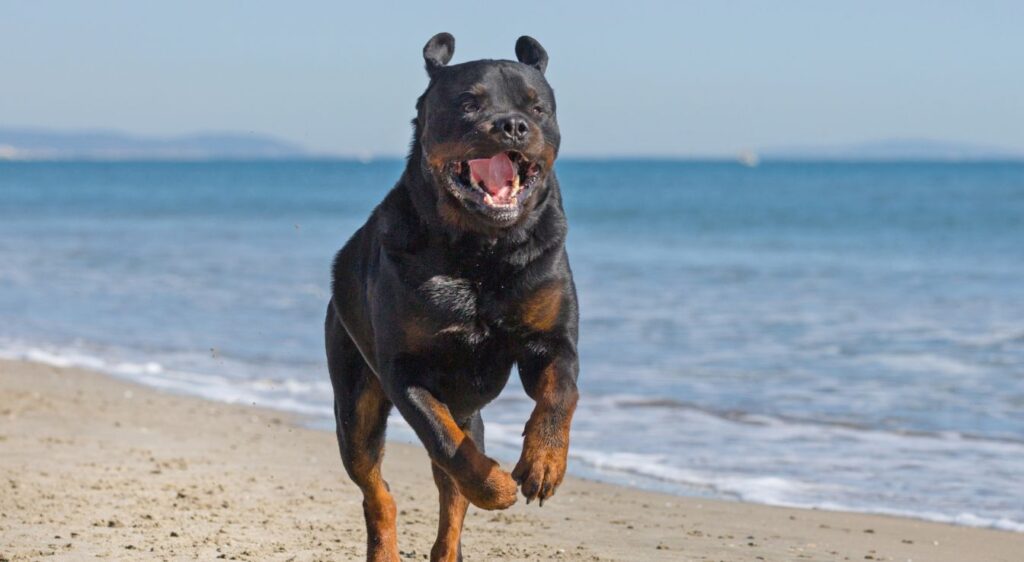 rottweiler géant