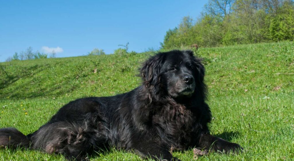 race de chien la plus lourde au monde