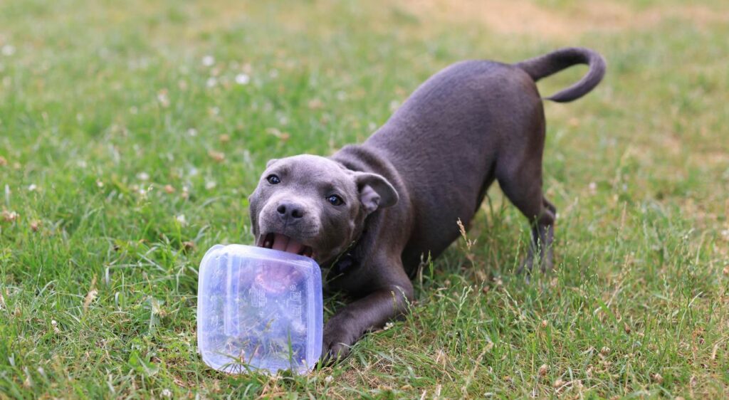 American Staffordshire Bleu