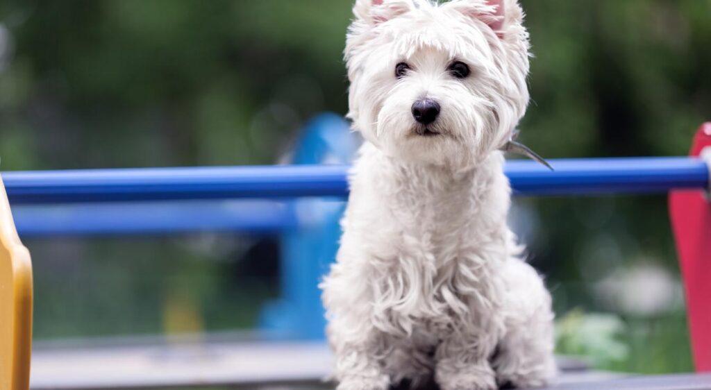 West Highland White Terrier