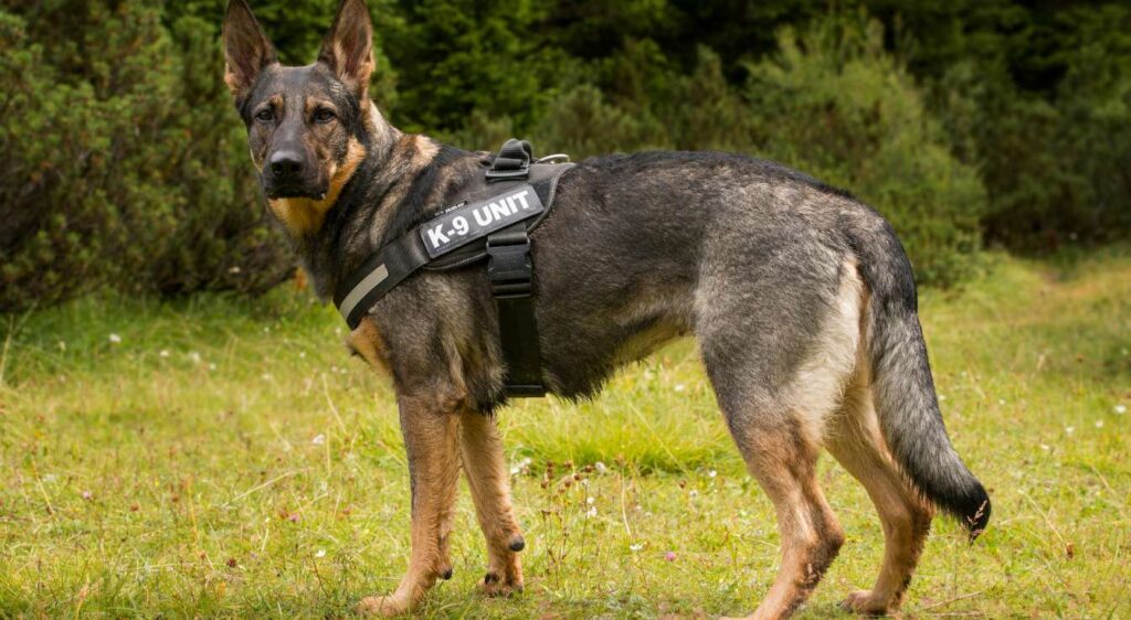 bergers allemands gris