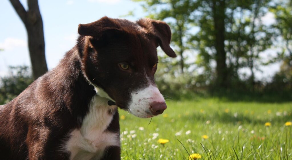Border Collie adulte à poil court