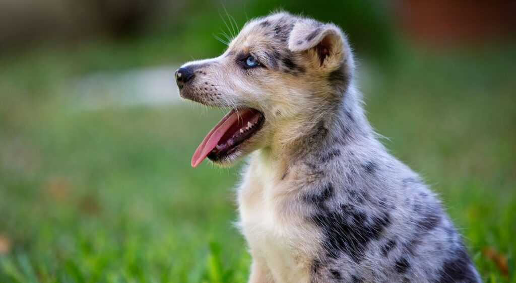 Chiot Border Collie Bleu Merle