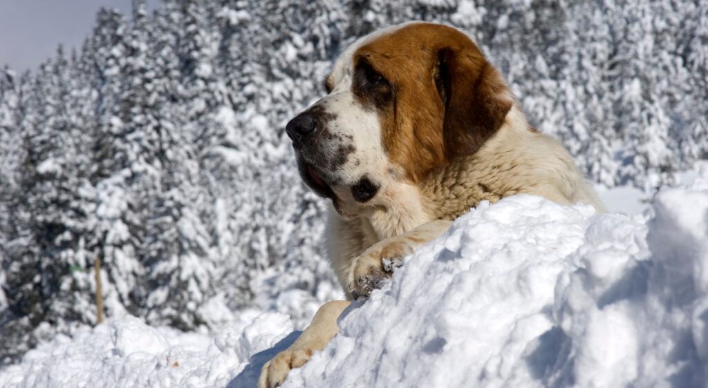 Quels sont les chiens molosses