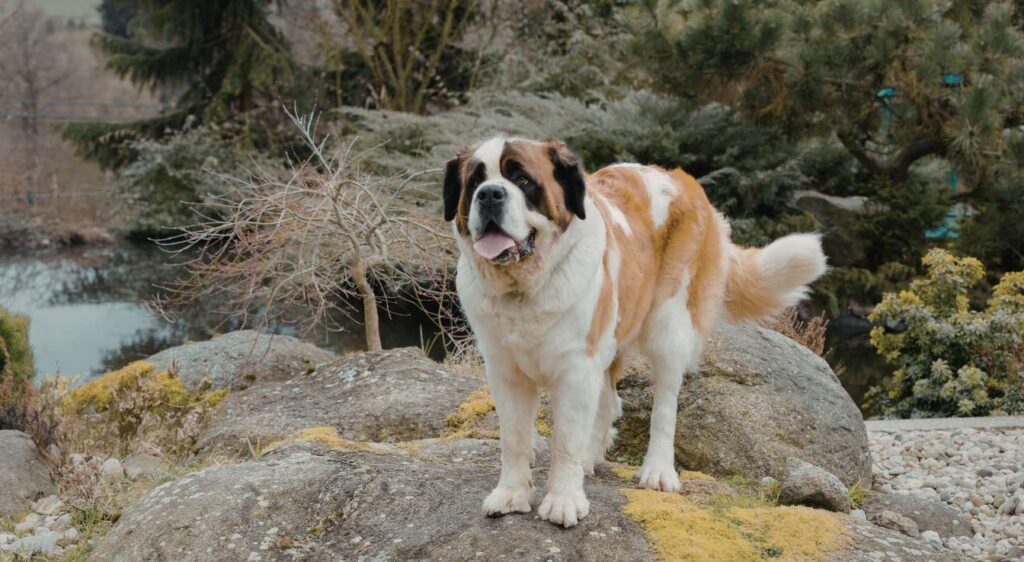 race de chien la plus lourde au monde