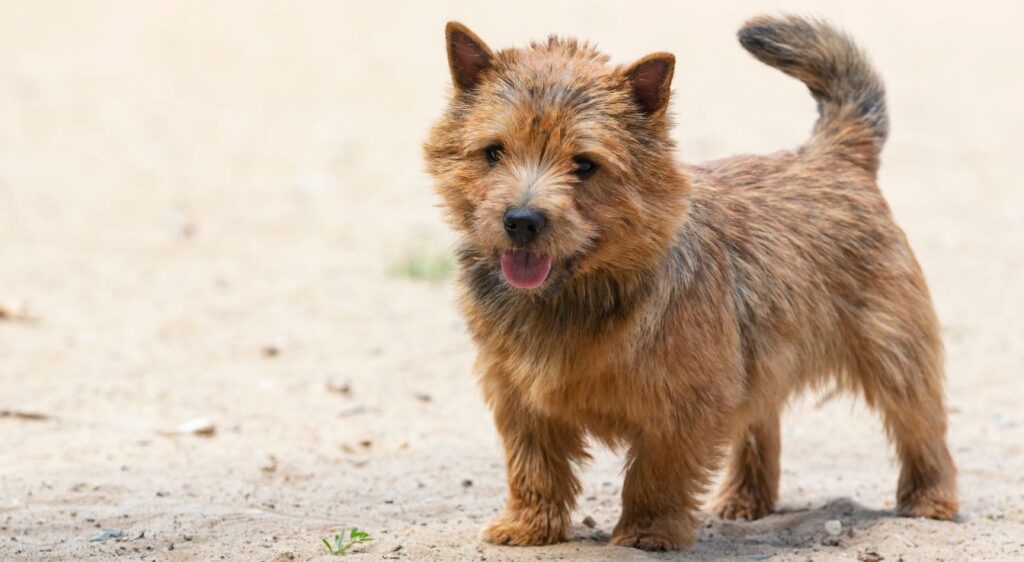 race de petit chien anglais
