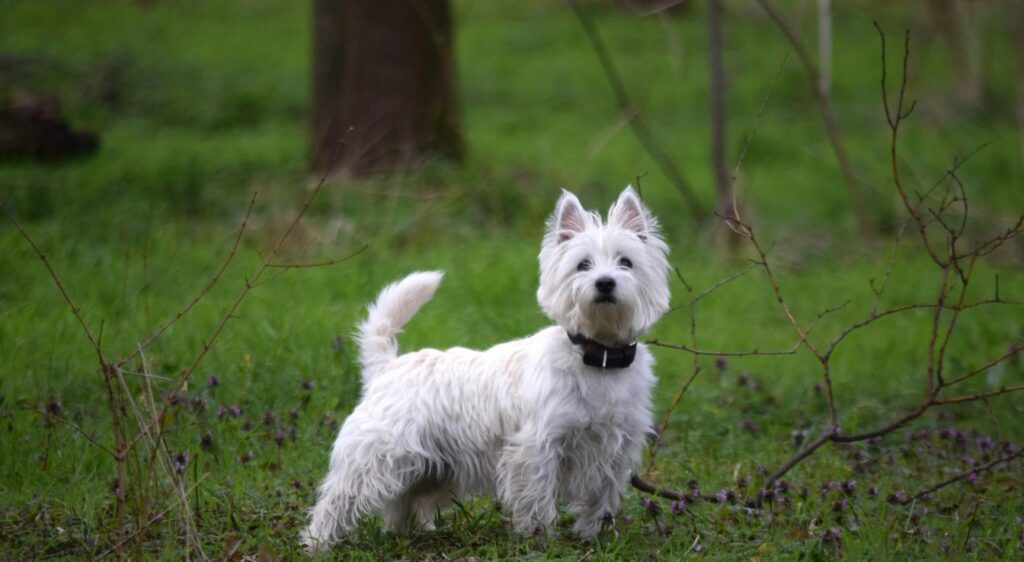West Highland White Terrier