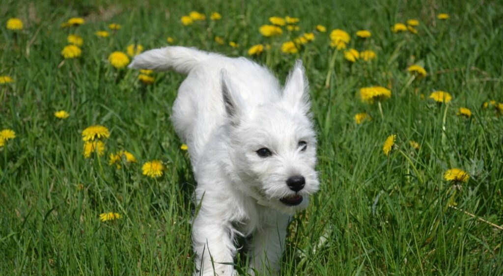 West Highland White Terrier