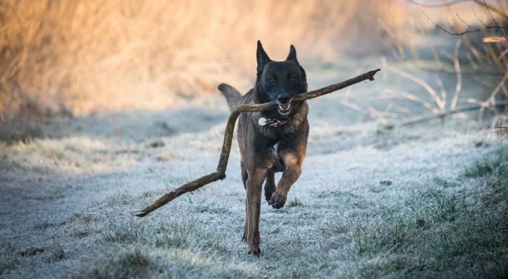 malinois tête noire