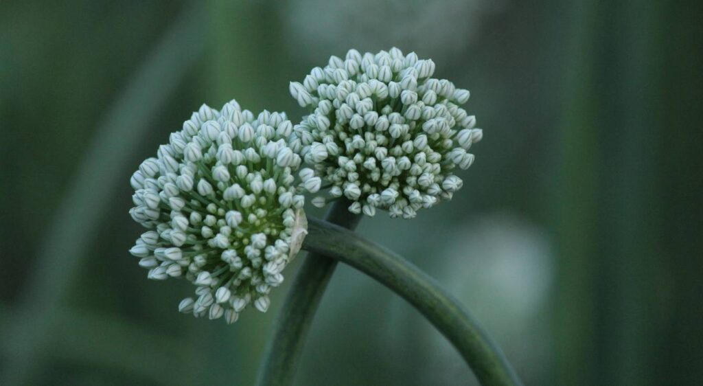 Allium cepa