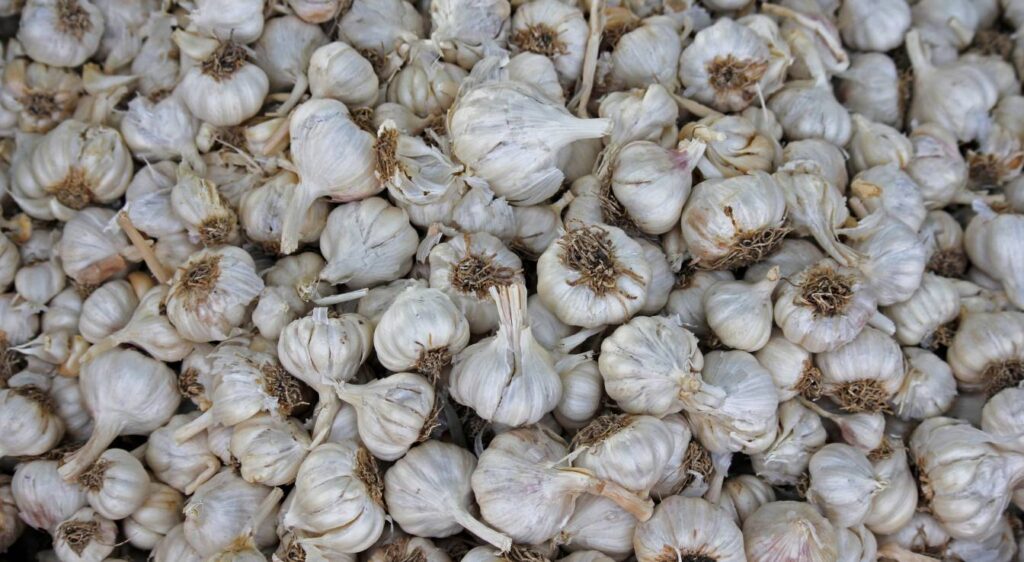 gousses d'ail