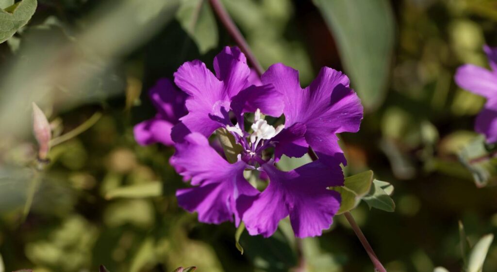 Clarkia fleurs