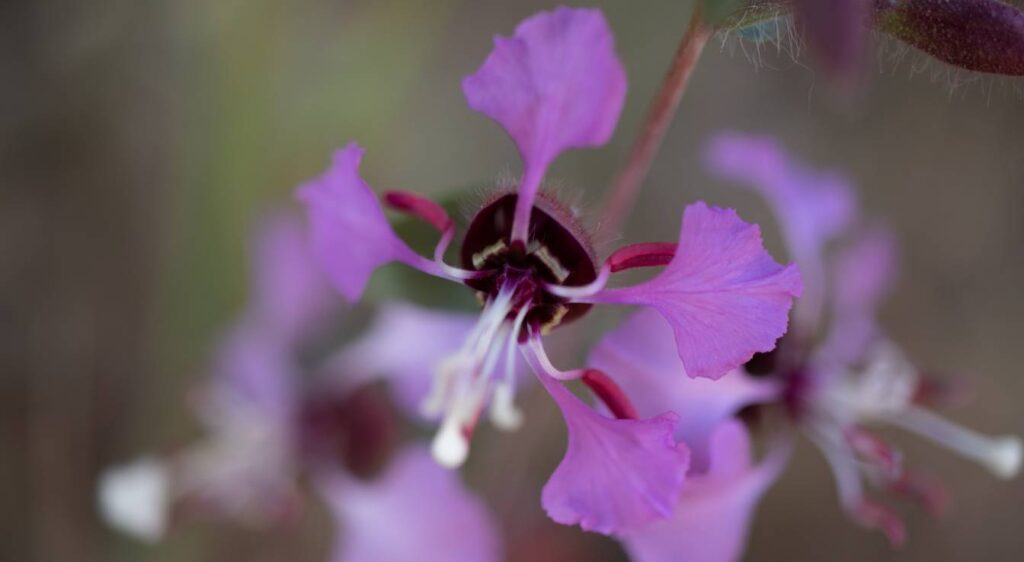 Clarkia unguiculata