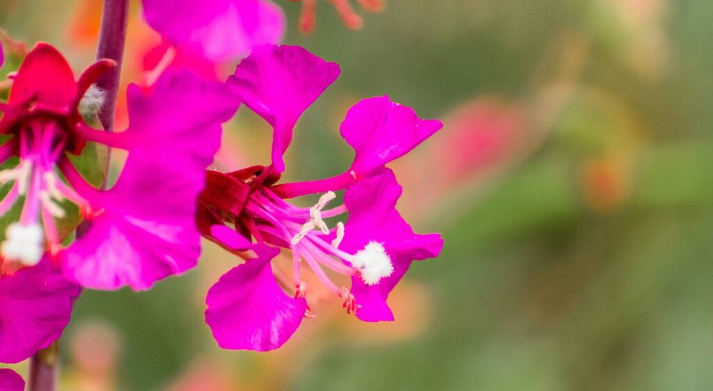 Clarkia unguiculata