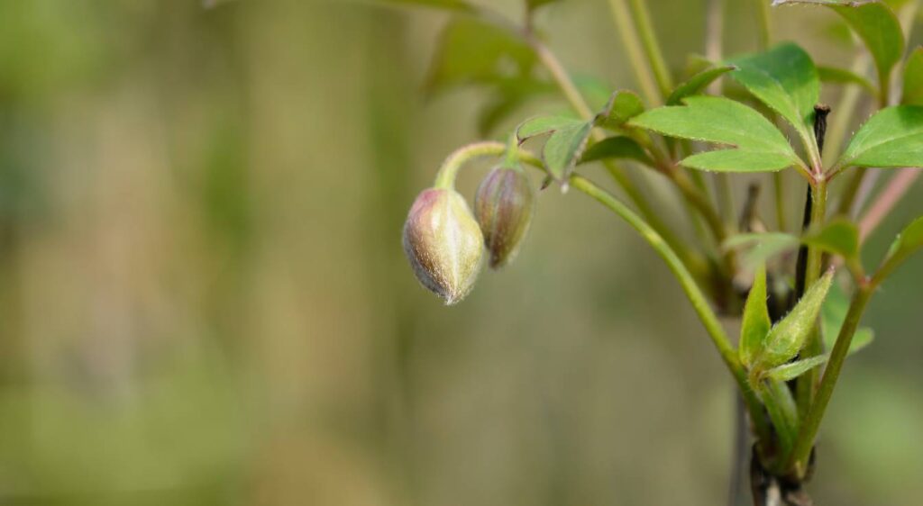 Clématite des montagnes