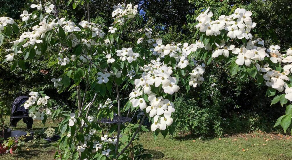 Clématite des montagnes